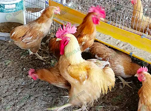 ไก่เบตง เลี้ยงเชิงพาณิชย์ พันธุ์แท้จากยะลา อนาคตอันใกล้ขึ้นห้างดัง ไก่เบตง เลี้ยงเชิงพาณิชย์ พันธุ์แท้จากยะลา อนาคตอันใกล้ขึ้นห้างดัง