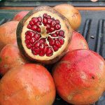 ปลูกทับทิม พันธุ์บังวา ดีที่สุดในอินเดีย พืชเศรษฐกิจตัวใหม่ มาแรง อนาคตไกล