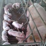 2.คอกแม่พันธุ์หมู