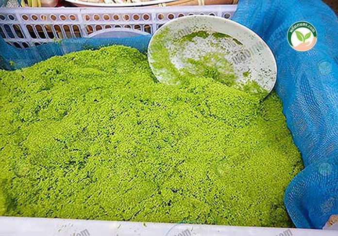 ผำ ที่วางขายตามตลาด ผำ ที่วางขายตามตลาด
