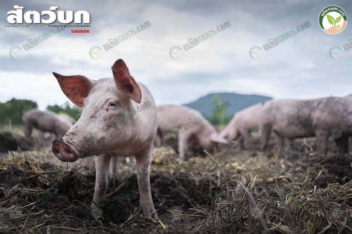 เลี้ยงหมูอินทรีย์ หมูอ้วน สมบูรณ์ เลี้ยงหมูอินทรีย์ หมูอ้วน สมบูรณ์