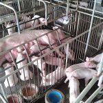 3.คอกแม่พันธุ์หมู