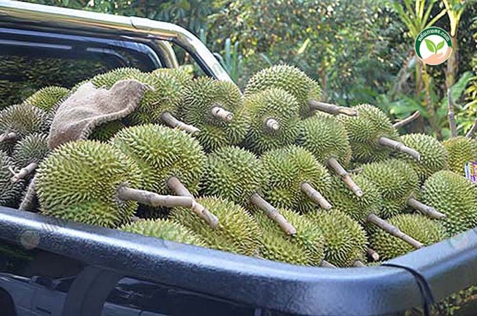 รับซื้อทุเรียน รวบรวมผลผลิตจากชาวสวนไม้ผลในพื้นที่ รับซื้อทุเรียน รวบรวมผลผลิตจากชาวสวนไม้ผลในพื้นที่