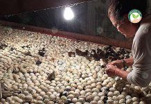 ลูกเป็ดไข่ พันธุ์กากีแคมป์เบลล์ รายได้ 2 ทาง ทั้งโรงเพาะฟัก ขายลูกเป็ด และไข่เป็ด
