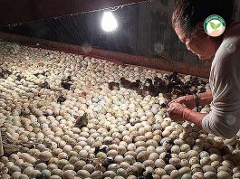 ลูกเป็ดไข่ พันธุ์กากีแคมป์เบลล์ รายได้ 2 ทาง ทั้งโรงเพาะฟัก ขายลูกเป็ด และไข่เป็ด