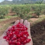 3.เม็ดด้านในผลทับทิม ให้เนื้อสีแดดสด เม็ดนิ่ม น้ำเยอะ รสชาติหวานละมุนลิ้น