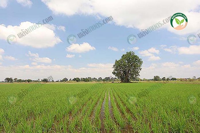 แปลงนา เมล็ดพันธุ์ข้าว แปลงนา เมล็ดพันธุ์ข้าว