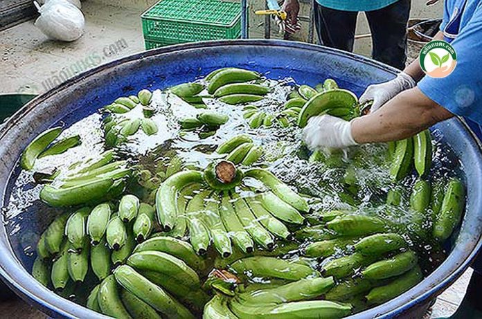 ขั้นตอนการทำความสะอาด กล้วยหอมทองอินทรีย์ ขั้นตอนการทำความสะอาด กล้วยหอมทองอินทรีย์