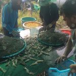 4.คนงานช่วยกันคัดกุ้ง