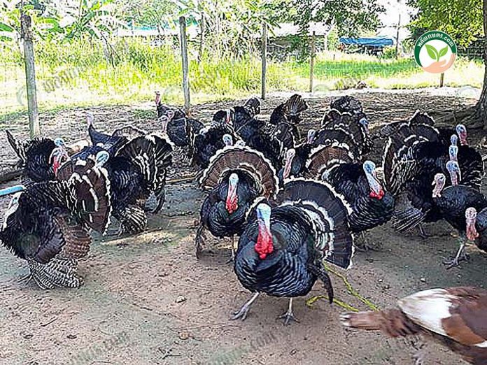 พื้นที่ เลี้ยงไก่งวง พื้นที่ เลี้ยงไก่งวง