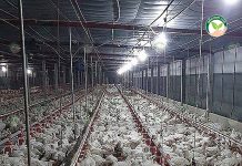 ระบบอีแวป เลี้ยงไก่เนื้อพันธุ์อาร์เบอร์ดาฟาร์มฯ ให้ผลตอบแทนดีกว่าพันธุ์คอบบ์