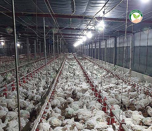 ระบบอีแวป เลี้ยงไก่เนื้อพันธุ์อาร์เบอร์ดาฟาร์มฯ ให้ผลตอบแทนดีกว่าพันธุ์คอบบ์