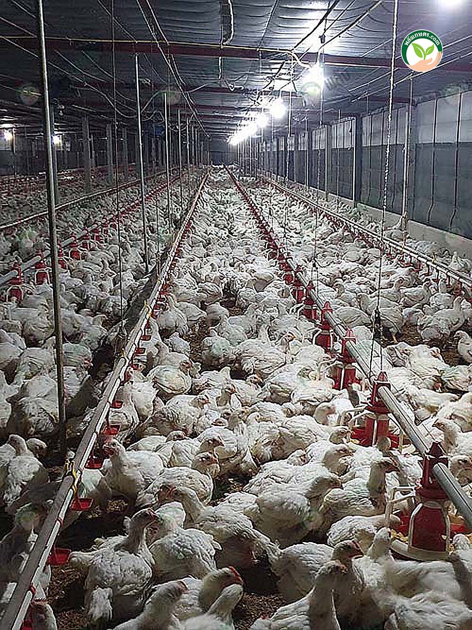 4.ระบบอีแวป เลี้ยงไก่เนื้อพันธุ์อาร์เบอร์ดาฟาร์มฯ ให้ผลตอบแทนดีกว่าพันธุ์คอบบ์