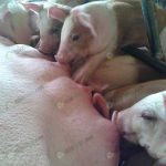 4.ลูกหมูแข็งแรงสมบูรณ์ โตเร็ว