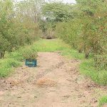 4.แปลงปลูกทับทิมสายพันธุ์บังวา