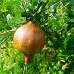 5.ทับทิมสายพันธุ์บังวา เม็ดแดง ผิวด้านนอกออกสีแดงเป็นพิเศษ