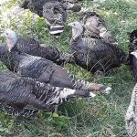 5.พ่อแม่พันธุ์ไก่งวง