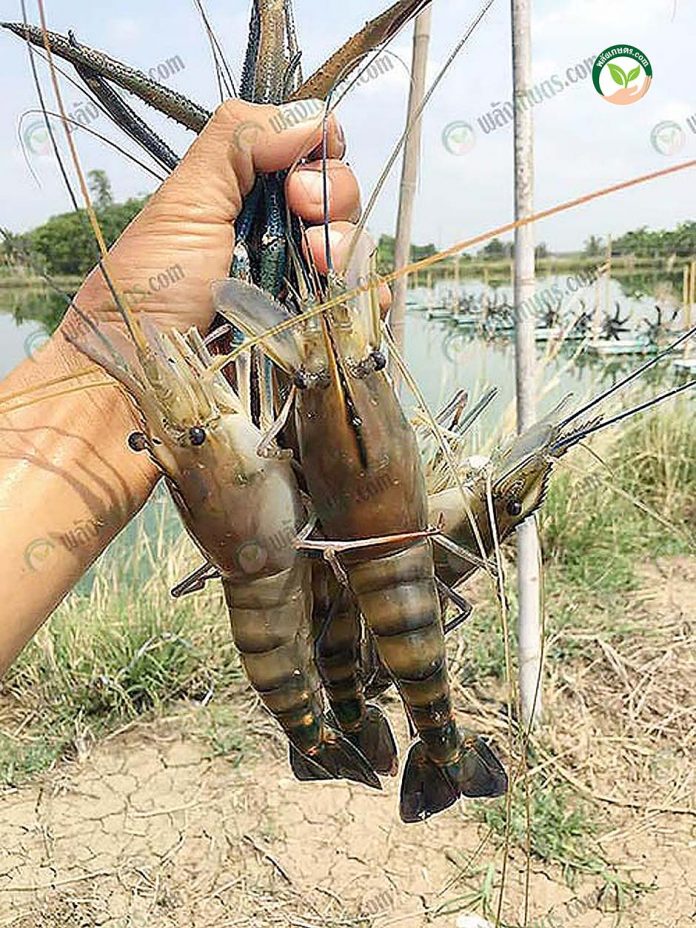 แพกุ้ง มหมิตรฟาร์ม ฝ่าวิกฤติ โควิด ด้วยการตลาดออนไลน์ แพกุ้ง มหมิตรฟาร์ม ฝ่าวิกฤติ โควิด ด้วยการตลาดออนไลน์