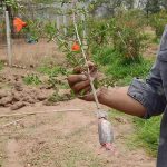 6.กิ่งชำต้นทับทิมสายพันธุ์บังวาก่อนนำไปอนุบาล