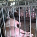 7.โรงเรือนหมู