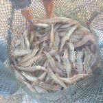 กุ้งสดคุณภาพ ปลอดสาร