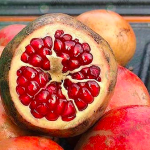 ปลูกทับทิม “พันธุ์บังวา” ดีที่สุดในอินเดีย พืชเศรษฐกิจตัวใหม่ มาแรง อนาคตไกล