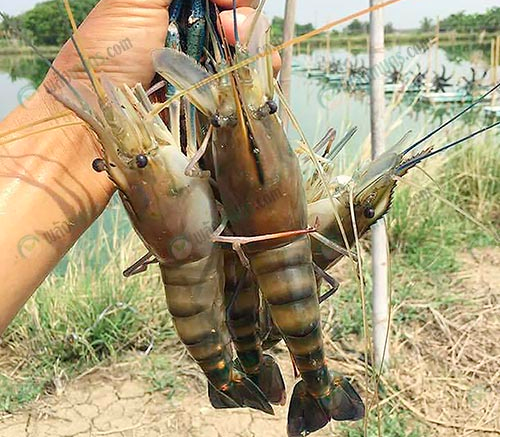 แพกุ้ง มหมิตรฟาร์ม ฝ่าวิกฤติ โควิด ด้วยการตลาดออนไลน์ แพกุ้ง มหมิตรฟาร์ม ฝ่าวิกฤติ โควิด ด้วยการตลาดออนไลน์