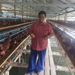 3.การเก็บไข่ไก่วันละ 3 รอบ