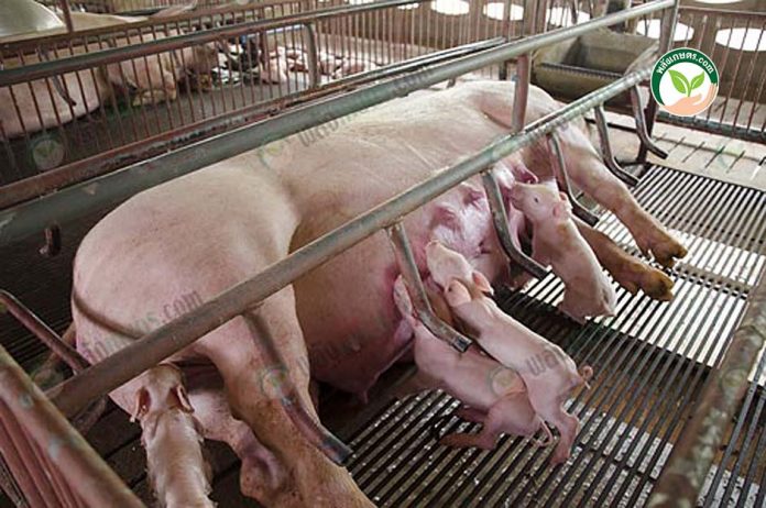 สูตรอาหารหมูโตเร็ว ที่ใช้แตกต่างกันตาม%โปรตีน สูตรอาหารหมูโตเร็ว ที่ใช้แตกต่างกันตาม%โปรตีน