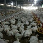4.ไก่ตัวใหญ่ ได้น้ำหนัก