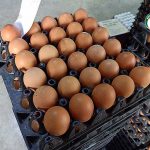 4.ไข่ไก่พร้อมจำหน่าย