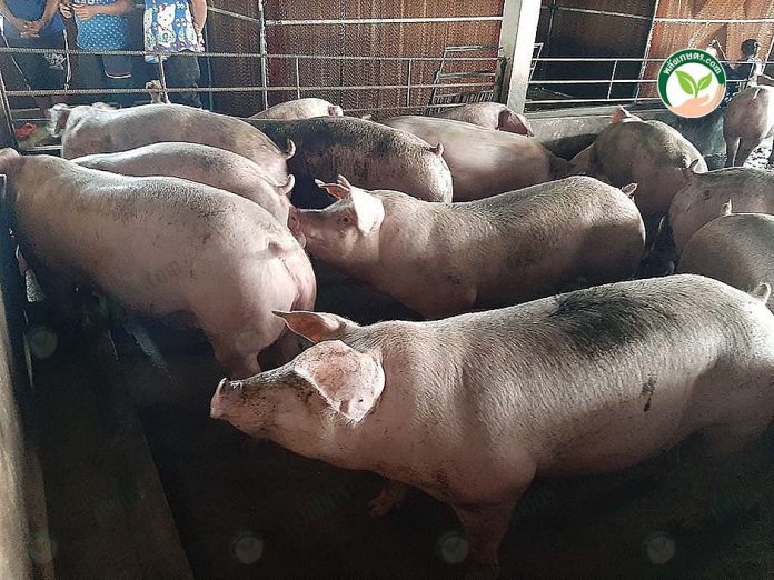 ต้นทุนเลี้ยงหมู ที่ดีได้ หมูสมบูรณ์แข็งแรง ได้น้ำหนัก ต้นทุนเลี้ยงหมู ที่ดีได้ หมูสมบูรณ์แข็งแรง ได้น้ำหนัก