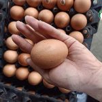 5.ไข่ฟองใหญ่ สด สะอาด