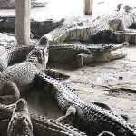 พื้นที่ เลี้ยงจระเข้ขุน