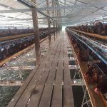 7.โรงเรือนไก่ไข่