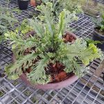 เฟิร์นข้าหลวง ฟิลิปปินส์ ราคาแรง ทำเงิน รวมเทคนิคเลี้ยง ขยายพันธุ์ เพื่อจำหน่าย