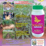 Ad-กุ้งทองไคโตซาน