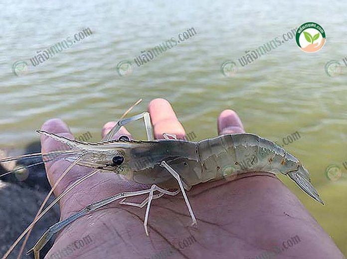 แร่ธาตุเลี้ยงกุ้ง ลูกกุ้งก้ามกรามเพศผู้ แร่ธาตุเลี้ยงกุ้ง ลูกกุ้งก้ามกรามเพศผู้