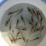 3.กุ้งอนุบาลไซซ์ 30 ตัวต่อกิโลกรัม ที่ทางฟาร์มอนุบาลเองก่อนปล่อยลงบ่อใหญ่