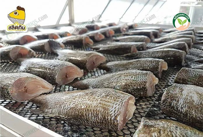 นำปลามาตากแดดในโรงเรือน ทำ สลิดแดดเดียว นำปลามาตากแดดในโรงเรือน ทำ สลิดแดดเดียว