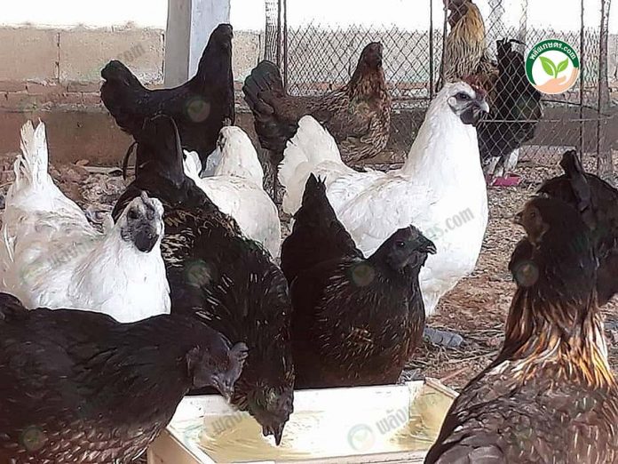 พื้นที่เลี้ยง ไก่ดำพันธุ์แท้ พื้นที่เลี้ยง ไก่ดำพันธุ์แท้