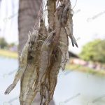 4.กุ้งสวยคุณภาพจากบ่อเลี้ยงที่มีคุณภาพ