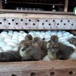 ลูก เป็ดไข่กากีแคมเบล แข็งแรงสมบูรณ์