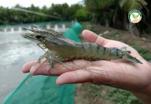 กุ้งกุลาดำ ที่ใช้ แร่ธาตุกุ้งก้ามกราม ได้แบบที่ตลาดต้องการ