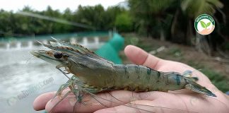 กุ้งกุลาดำ ที่ใช้ แร่ธาตุกุ้งก้ามกราม ได้แบบที่ตลาดต้องการ