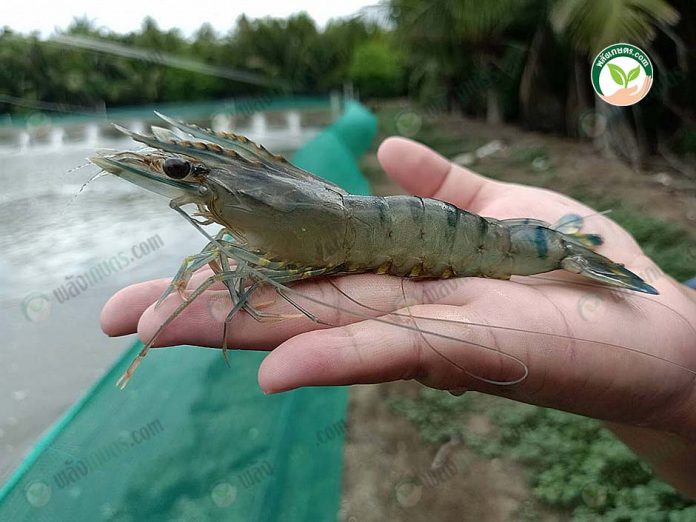 กุ้งกุลาดำ ที่ใช้ แร่ธาตุกุ้งก้ามกราม ได้แบบที่ตลาดต้องการ กุ้งกุลาดำ ที่ใช้ แร่ธาตุกุ้งก้ามกราม ได้แบบที่ตลาดต้องการ
