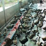 6.จัดการดูแลในฟาร์มเป็ด