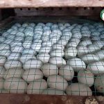 7.ไข่เป็ดฟองใหญ่ เปลือกหนา