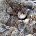 8.ลูกเป็ดพันธุ์กากีแคมป์เบลล์