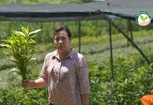 คุณเสาวลักษณ์ วงศ์สิรเจริญ ผู้ผลิต ไผ่กวนอิม จ.เชียงราย